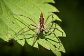 kraamwebspin (pisaura mirabilis)